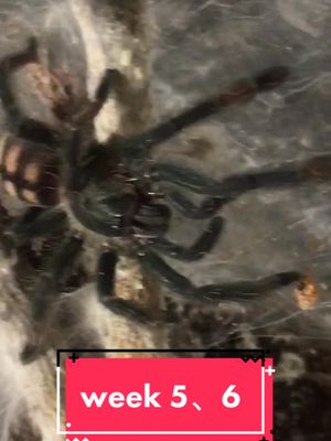 A post by @az_insect_collector on TikTok caption: it gained so much！#fyp #tarantulas #foryou #spider #tiktokpets