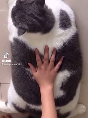 A post by @biggggcat on TikTok caption: The fattest cat in the world #cat