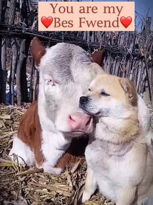 A post by @blazingvideos on TikTok caption: You are my Bes Fwend#dogandcattle #dogslover #dog #cutedog #animallove #dailyhappiness #happymoments #fyp