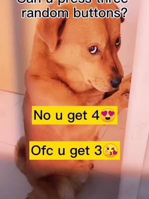 A post by @cutepetvlog on TikTok caption: Love u❤❤❤#doglover #puppylove #dogoftiktok #cutepet #foryou #fyp #adorablepets