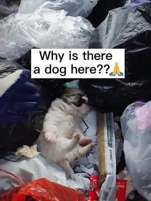 A post by @blazingvideos on TikTok caption: Rescue the puppy.❤️#dogslover #dogs #rescuedog #rescueanimals #dogsvideo #puppylove #pets #dontleaveme #cutedog