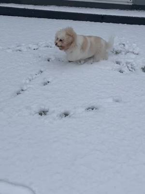 A post by @harleybear.29 on TikTok caption: Who else loves the snow?❄️                               #fyp #harleybear #PetsOfTikTok #snow