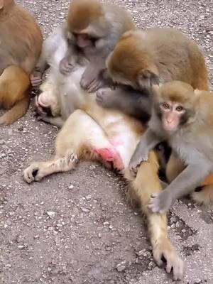 A post by @jammonkey on TikTok caption: #monkey #foryou