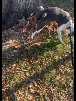 A post by @naatalio on TikTok caption: OKAY! But what do you call this 😂 #fyp #xyzbca #Outdoors #frozen #legsstuck  #dog #walking #breakmystride #pet #viral