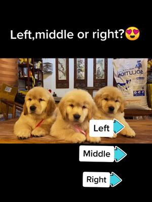 A post by @cutepetchannel on TikTok caption: Which one?🤔#dog #doggy #pet #lovelypet #cutepets #fyp #petslover #dogs