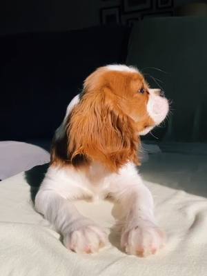 A post by @cavalierkingcookie on TikTok caption: Oii 🥰🥰 #fyp #foryou #foryoupage #cachorro #caes #animais #dogs #pet  #fofo #cute #cavalier #portugal #brasil