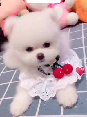 A post by @cili_pets on TikTok caption: Hello everyone Do u think I’m cute?🥰#doggy #dog #puppy #petslover #fyp #foryoupage #foryou #dogtiktok #puppylove