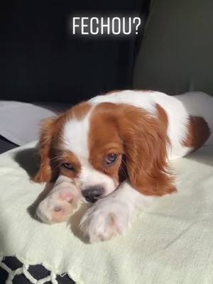 A post by @cavalierkingcookie on TikTok caption: Amo vocês😁 #fyp #foryou #foryoupage #cachorro #caes #animais #dogs #pet #cavalier #fofo #cute #portugal #brasil