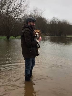 A post by @murphthebeagle on TikTok caption: When the field floods, diva dog comes out.. No wet paws here! 🐾 #murphthebeagle #beagle #dogsoftiktok #funnydogs #puppy #divadog #spoilt #fyp