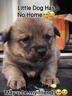 A post by @blazingvideos on TikTok caption: Be my friend please 😭😭#cutepuppy #dog #lovedogs #lonely #dogylover #bemyfreind #upthebeat