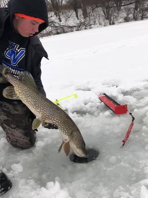 A post by @gabegalovich on TikTok caption: Just caught the same pike as last time nice 38 incher. #pike #fishing #icefishing#TIPUP