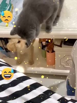 A post by @geraldowatvq66 on TikTok caption: Don't hit me#fyp #pet #cat #foryou #cuteanimation