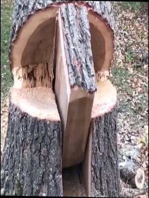 A post by @woodcutter02 on TikTok caption: #tiktok #wood #forest #tree