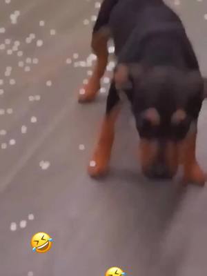 A post by @hz20201001 on TikTok caption: so happy🥰❤️❤️#doglover #dog #pet #funny #happydog #cute