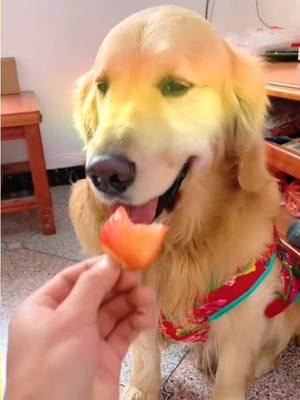 A post by @cutepetvlog on TikTok caption: Disliked by my dog😣😣😣#puppylove #cutepet#doglover #dogoftiktok #goldenretriever #foryou #fyp #funnydog