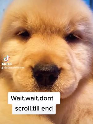 A post by @cutepetchannel on TikTok caption: Am I good enough in tiktok?😜#goldrenretriever #petslover #cutepets #fyp #doggy #dogs #pet