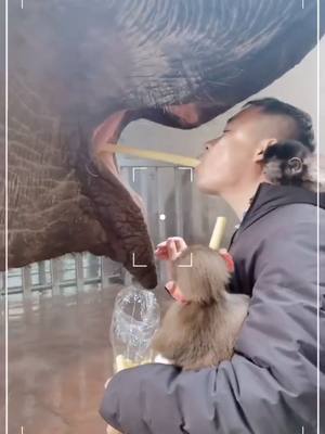 A post by @luckyhome_7 on TikTok caption: #animals #eating  #animalsoftiktok #zoo #monkey #elephant