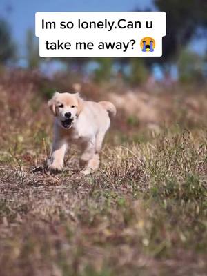 A post by @cutepetchannel on TikTok caption: Can u take me away😂😂 #pet #dogs #fyp #cutepets #petslover #lovelypet #doglovers #goldrenretriever