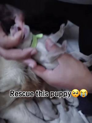 A post by @blazingvideos on TikTok caption: Rescue the puppy.❤️#dogslover #dogs #rescuedog #rescueanimals #dogsvideos #puppylove #dontleaveme #dog