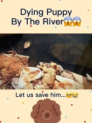 A post by @blazingvideos on TikTok caption: Let us save him.❤️#dogslover #dogs #rescuedog #rescueanimals #dogsvideos #puppylove #pets #dontleaveme #cutedog