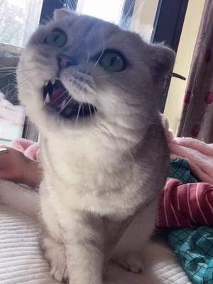 A post by @catbaby188 on TikTok caption: My cat's reaction after seeing a strange shadow #foryou #pet