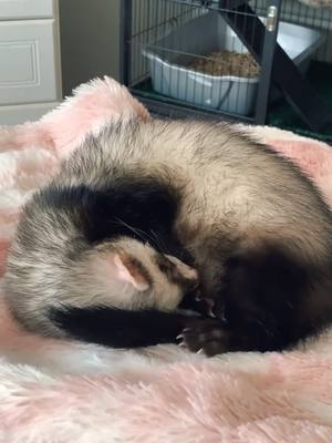 A post by @my.catsnakes on TikTok caption: he makes me so 🥺 #ferret #フェレット #ferrets #hadesgame #feelinggood #fyp