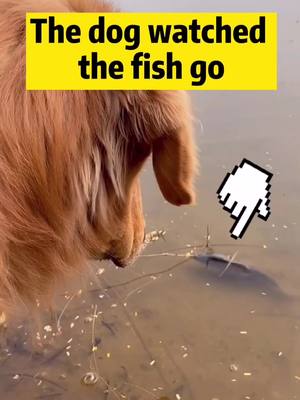 A post by @petsbaby on TikTok caption: ❤️🐶💕🙏 #dogs #dogsoftiktok #cutedog #dogsavesfish