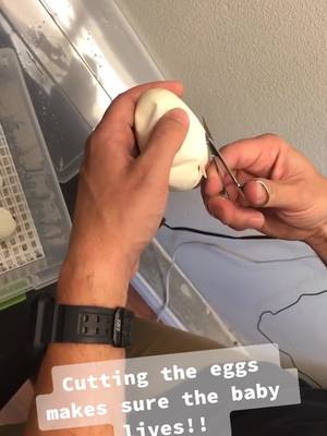 A post by @jhpythons on TikTok caption: We do this to make sure the baby make it out safe 🙌🏻👍🏻 #makeblackhistory #relationshipstory #reptile #ballpython