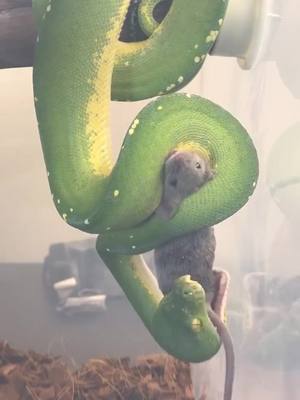 A post by @jhpythons on TikTok caption: Green Tree Python feeding video 🙌🏻😍🔥 #makeblackhistory #relationshipstory #reptile #snake