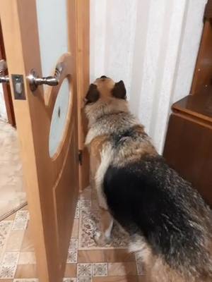 A post by @changa_ on TikTok caption: #рек #хочуврек  #dog  #germanshepherd #тренд #Love #топ