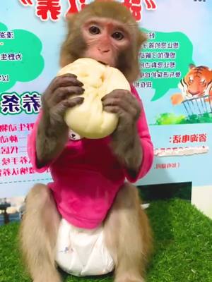 A post by @luckyhome_7 on TikTok caption: So cute!! #animals #eating #animalsoftiktok #monkey #cute #eating #zoo #foryou #fyp