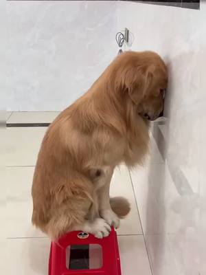 A post by @goldendog69 on TikTok caption: What’s wrong with biting?biting mom’s cell phone 📱#dog #fyp #ThisorThatSBLV #dogsoftiktok #foryou #goldenretrieverlife #dogs