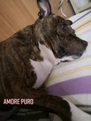 A post by @mariagrazialocasto on TikTok caption: #amore #animals