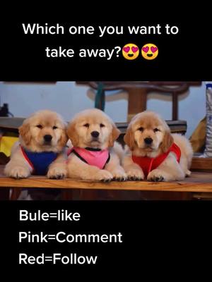 A post by @cutepetchannel on TikTok caption: Which one u wanna take away😜#pet #doglovers #lovelypet #petslover #cutepets #fyp #doggy #goldrenretriever