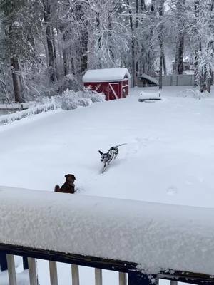 A post by @yomamaiscool77 on TikTok caption: I have a little snow bunny. #FYP #ForYouPage #dalmatian #dal #dalmatianpuppy #rescuedog #snow #snowpuppy