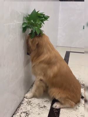 A post by @goldendog69 on TikTok caption: Grass on the top of the head 🌱🪴#dog #fyp #dogsoftiktok #foryou #goldenretrieverlife #ThisorThatSBLV