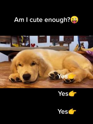 A post by @cutepetchannel on TikTok caption: Am I cute?😜#goldrenretriever #doggy #fyp #cutepets #lovelypet #doglovers #pet #dogs