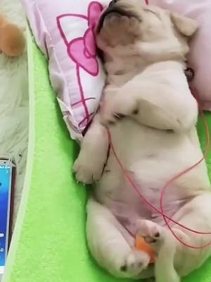 A post by @worldpetscute on TikTok caption: Dancing 🕺 #dogsoftiktok #dancedog #sleepdance #puppy