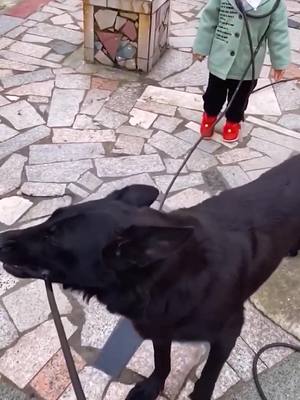 A post by @lucy000442 on TikTok caption: #dog #foryou