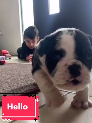 A post by @khloethehappybulldog on TikTok caption: A donde van? Vaquita 🐶 #dog #viral #guau #cachorros #puppy #tiktoklatino #balenciaga #colombia