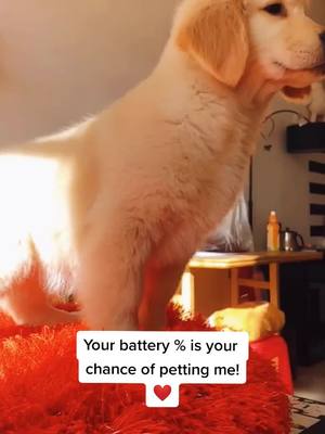 A post by @cutepetchannel on TikTok caption: #dogs #pet #doglovers #cutepets #fyp #doggy #goldrenretriever #petslover