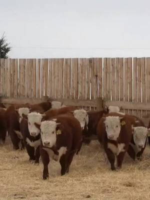 A post by @halnixdorff on TikTok caption: Finished the Feed Intake Testing and Feeling Good. #hereford #cattle #cowboy #beef #ag #agriculture