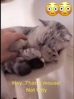 A post by @bhill6611 on TikTok caption: Hey...that not your baby 😂#foryou #cat #catlover #kitty #mouse