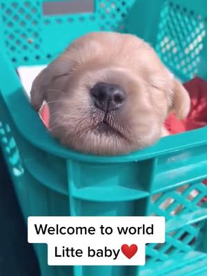 A post by @cutepetchannel on TikTok caption: 😍Welcome to world😜#petslover #doggy #goldrenretriever #fyp #newborndog #cutepets