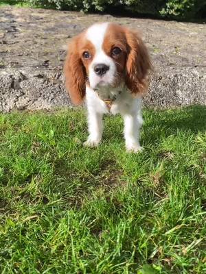 A post by @cavalierkingcookie on TikTok caption: Vamos ser amigos? 🥰 #fyp #foryou #foryoupage #cachorro #caes #animais #dogs #pet #cavalier #fofo #cute #portugal #brasil