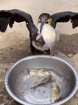 A post by @ospreyoo on TikTok caption: #foryou #bird #eagle #osprey #ohmygod #ThisorThatSBLV #fyp