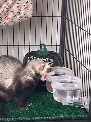 A post by @my.catsnakes on TikTok caption: #greenscreenvideo he’s trying his best #GetReadyWithOldSpice #ThisorThatSBLV #ferret #ferrets #fyp