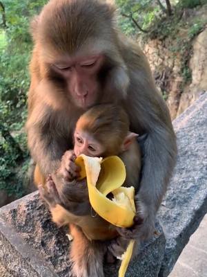 A post by @luckyhome_7 on TikTok caption: #animals #monkey #animalsoftiktok #zoo #foryou #fyp