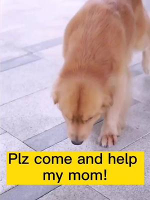 A post by @cutepetvlog on TikTok caption: Mom,i cannot live without you😭#dogoftiktok #doglover #cutepet #petstory #biglove #foryou #fyp