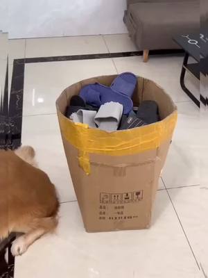 A post by @goldendog69 on TikTok caption: A box of slippers is not enough 🩴🐶#dog #fyp #PupPeroniShuffle #dogsoftiktok #foryou #goldenretrieverlife #GetReadyWithOldSpice